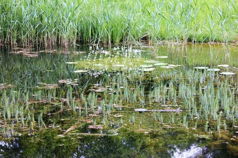 Projekt sucht neue Gewässer für Edelkrebse