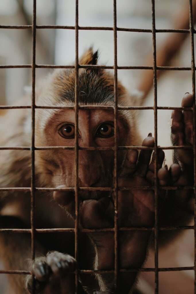 Münster im Fokus: NGO bezeichnet Labcorp als größtes Affenlabor Deutschlands