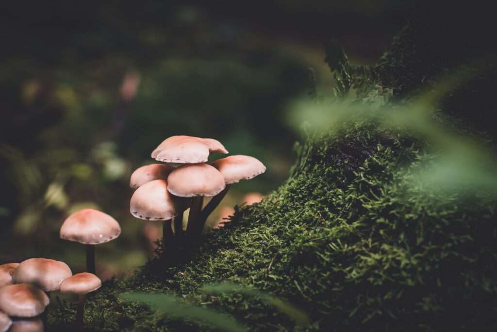 Pilze sammeln im Münsterland: Sicher durch den Herbst