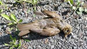 In NRW häufen sich Fälle der Vogelgrippe. Mehrere Kreise melden tote Wildvögel und betroffene Geflügelbetriebe. Was Halter jetzt wissen müssen.