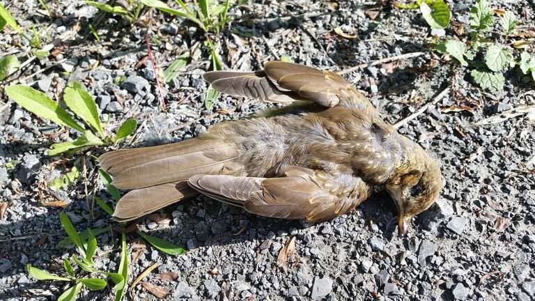 In NRW häufen sich Fälle der Vogelgrippe. Mehrere Kreise melden tote Wildvögel und betroffene Geflügelbetriebe. Was Halter jetzt wissen müssen.
