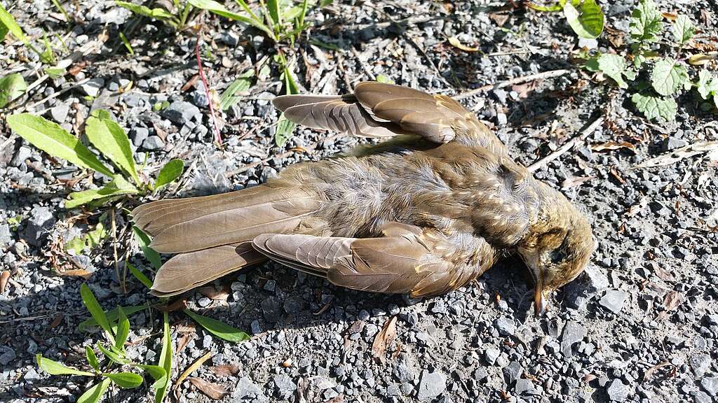In NRW häufen sich Fälle der Vogelgrippe. Mehrere Kreise melden tote Wildvögel und betroffene Geflügelbetriebe. Was Halter jetzt wissen müssen.