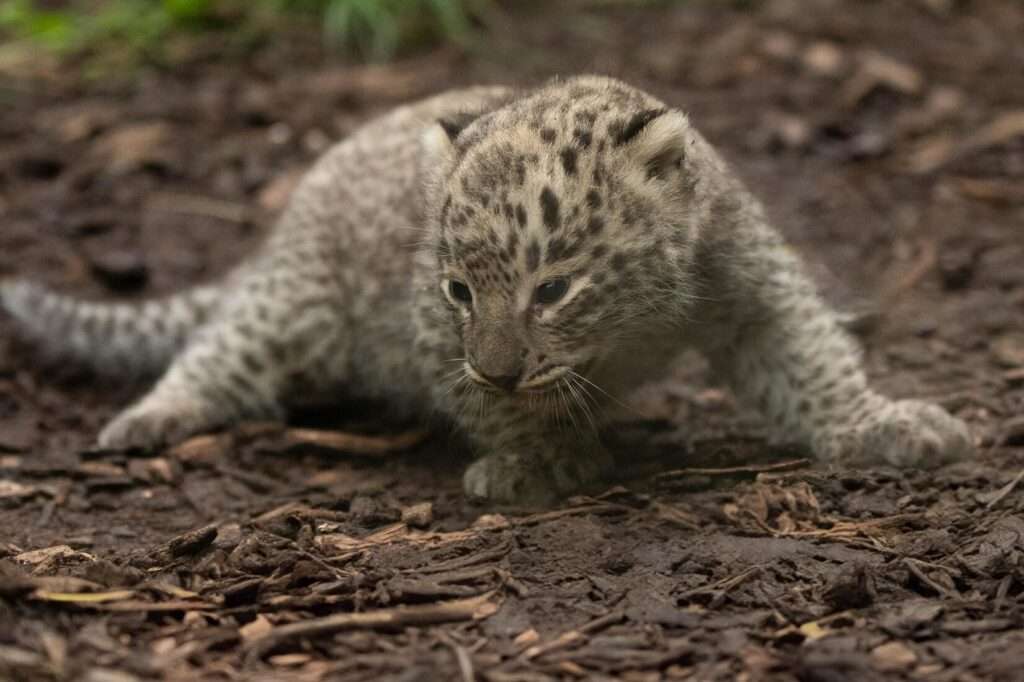 Das Leopardenbaby im Allwetterzoo Münster hat endlich einen Namen: Shirin. Die kleine Leopardin ist gesund, selten und ein wichtiger Beitrag zum Artenschutz.