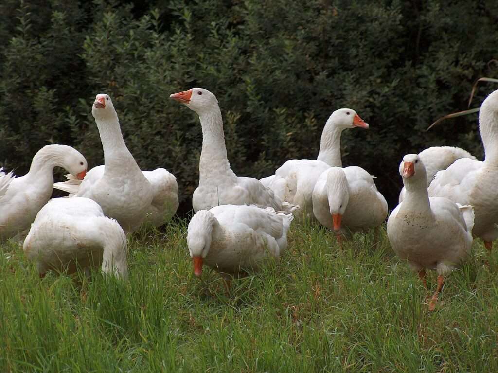 Im Münsterland droht wegen der Vogelgrippe eine Stallpflicht. Auswirkungen auf den Gänsebraten zu Weihnachten möglich.
