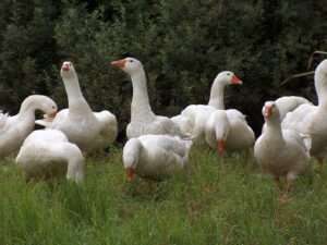 Im Münsterland droht wegen der Vogelgrippe eine Stallpflicht. Auswirkungen auf den Gänsebraten zu Weihnachten möglich.