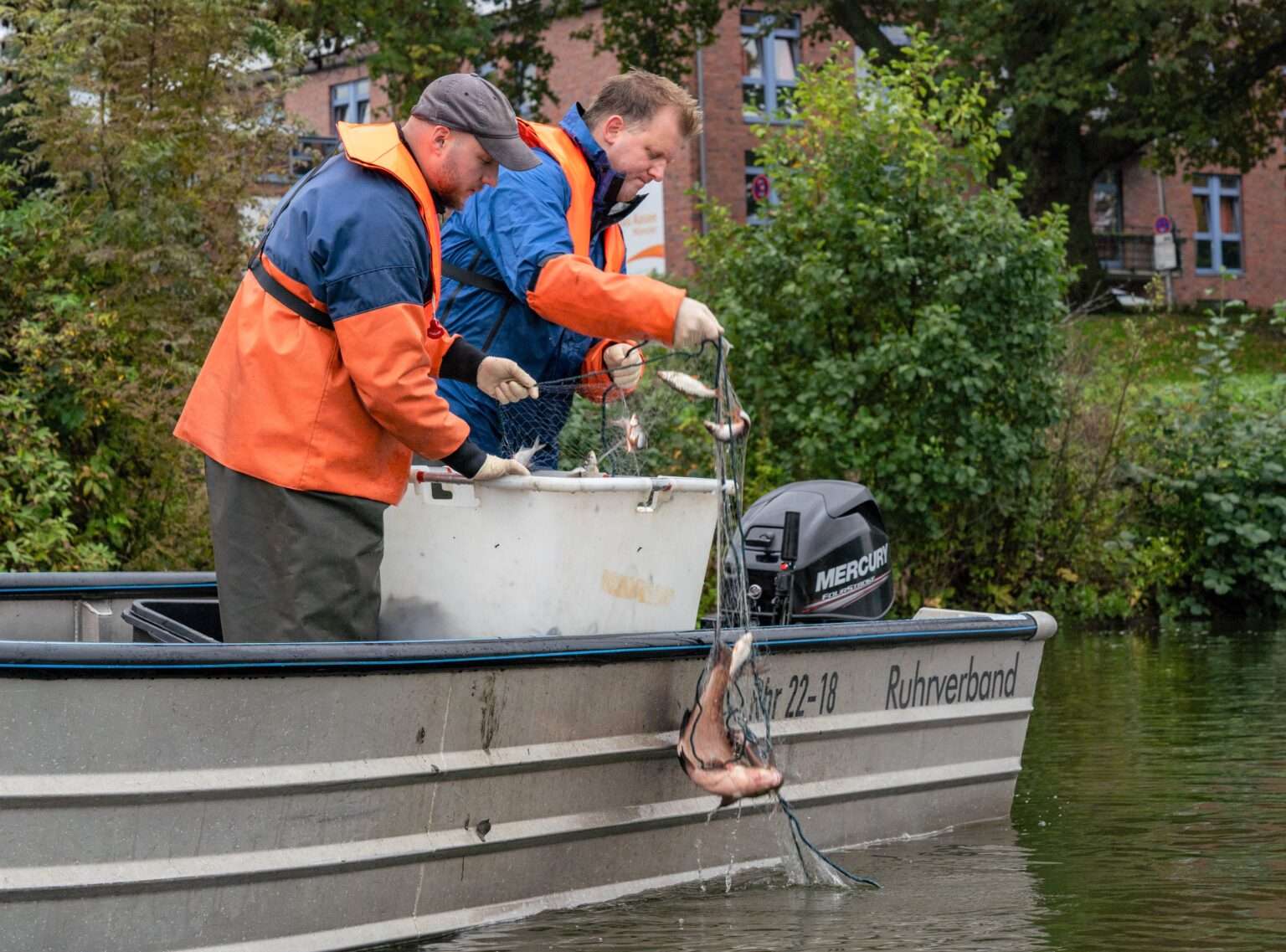 Der Fischbestand im Aasee Münster zeigt deutliche Zeichen der Erholung. Fachleute des Ruhrverbands haben Anfang Oktober im Auftrag der Stadt Münster eine umfangreiche Bestandsuntersuchung durchgeführt – mit erfreulichen Ergebnissen. Neben jungen Zandern wurden erstmals auch Rapfen im Aasee nachgewiesen. Diese Entwicklung gilt als Hinweis auf ein stabileres, widerstandsfähigeres Ökosystem. Maßnahmen wie schwimmende Pflanzenzonen und ökologisch aufgewertete Ufer zeigen offenbar Wirkung. Fischbestand im Aasee Münster: Erste Untersuchungsergebnisse stimmen optimistisch Am 8. Oktober zogen Fachleute des Ruhrverbands zahlreiche Fische aus dem Aasee, um eine aktuelle Bestandsaufnahme vorzunehmen. Schon jetzt deutet sich an, dass die ökologische Resilienz des Sees zunimmt. Besonders erfreulich ist der Fund junger, im Aasee geschlüpfter Zander und der erstmals nachgewiesenen Raubfischart Rapfen. Beide gelten als Indikatoren für ein gesundes Gewässer mit funktionierendem Nahrungsnetz. Die Stadt Münster verfolgt mit regelmäßigen Fischbestandsuntersuchungen das Ziel, den See langfristig widerstandsfähiger gegen extreme Witterungsbedingungen wie Hitze und Trockenheit zu machen. Ein ausgewogener Fischbestand soll sich weitgehend selbst regulieren – dafür ist eine stabile Population an Raubfischen wichtig, während die Zahl der Friedfische wie Rotaugen oder Güster reduziert werden muss. Ökologische Maßnahmen zeigen Wirkung Die positiven Veränderungen im Fischbestand im Aasee Münster sind auch das Ergebnis gezielter ökologischer Maßnahmen. Die Stadt hat in den vergangenen Jahren schwimmende Pflanzeninseln installiert und die Uferzonen naturnah gestaltet. Diese bieten Raubfischen ideale Laich- und Rückzugsorte und tragen zur Verbesserung der Wasserqualität bei. Auch die jüngsten Wasseranalysen des Amts für Grünflächen, Umwelt und Nachhaltigkeit bestätigen den positiven Trend. Im Frühjahr wurde eine hohe Dichte an Kleinkrebsen festgestellt – Organismen, die Algen filtern und für klares Wasser sorgen. Da sich viele Friedfische von diesen Krebsen ernähren, ist deren hohe Zahl ein weiteres Indiz für ein funktionierendes Gleichgewicht im See. Untersuchungsmethoden und nächste Schritte Die Erhebung startete am 7. Oktober mit einer sogenannten Elektrobefischung. Dabei wird ein elektrisches Feld ins Wasser geleitet, das Fische kurzzeitig anzieht, ohne sie zu verletzen. Die Tiere werden gefangen, vermessen und wieder freigelassen. Am Folgetag holten die Fachleute zusätzlich Netze ein, die zuvor im See ausgelegt worden waren. Mehr als 200 Kilogramm Fisch wurden anschließend in den Fischereibetrieb des Ruhrverbands am Möhnesee gebracht. Dort werden die Daten zu Art, Größe, Gewicht, Alter und Gesundheitszustand ausgewertet. Die aktuelle Untersuchung ist bereits die dritte ihrer Art seit dem massiven Fischsterben im Jahr 2018. Sie findet im Drei-Jahres-Rhythmus statt, um die Entwicklung des Ökosystems langfristig zu dokumentieren. Erste belastbare Ergebnisse werden in den kommenden Wochen erwartet, die vollständige Auswertung soll Anfang 2026 vorliegen. Langfristiges Ziel: Ein stabiler, sich selbst regulierender See Die Stadt Münster sieht in der Entwicklung des Aasees ein positives Signal für den Erfolg ihrer Resilienzstrategie. Ziel ist ein gesunder, sich selbst tragender Lebensraum, in dem das Gleichgewicht zwischen Raub- und Friedfischen erhalten bleibt.