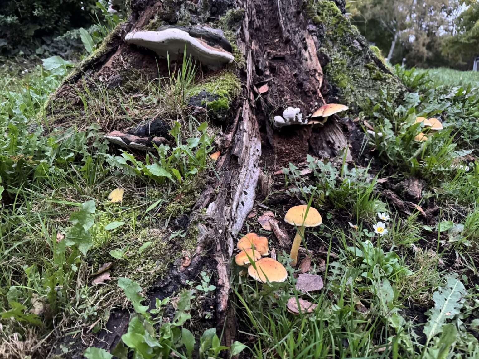 Pilze in Münster entdecken und fotografieren: LWL ruft zum Mitmachen auf