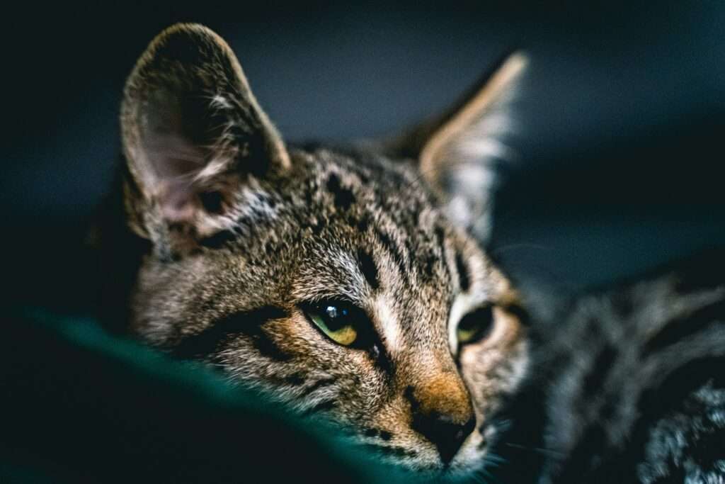 Das OVG Münster stoppt die Haltung der Savannah-Katze Muffin in Kleve. Trotz des Promi-Trends um Justin Bieber bleibt das exotische Tier verboten.
