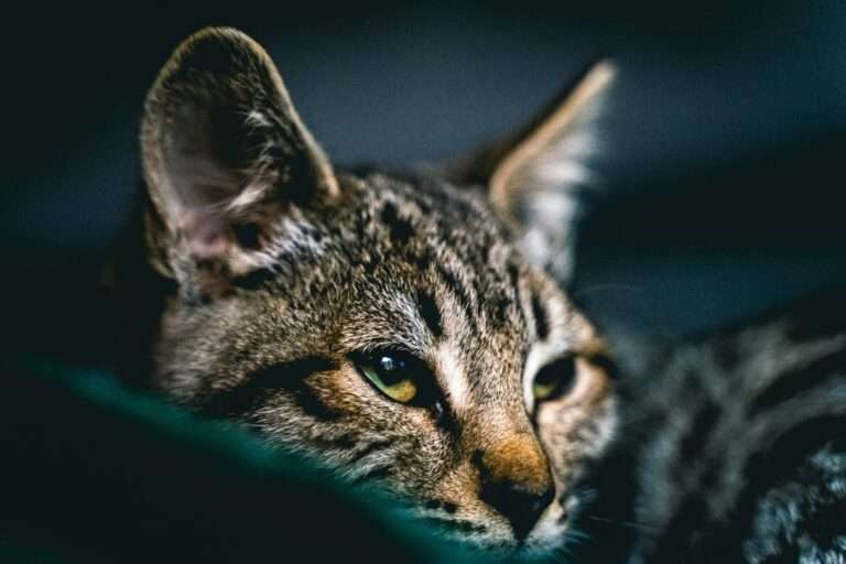 Das OVG Münster stoppt die Haltung der Savannah-Katze Muffin in Kleve. Trotz des Promi-Trends um Justin Bieber bleibt das exotische Tier verboten.