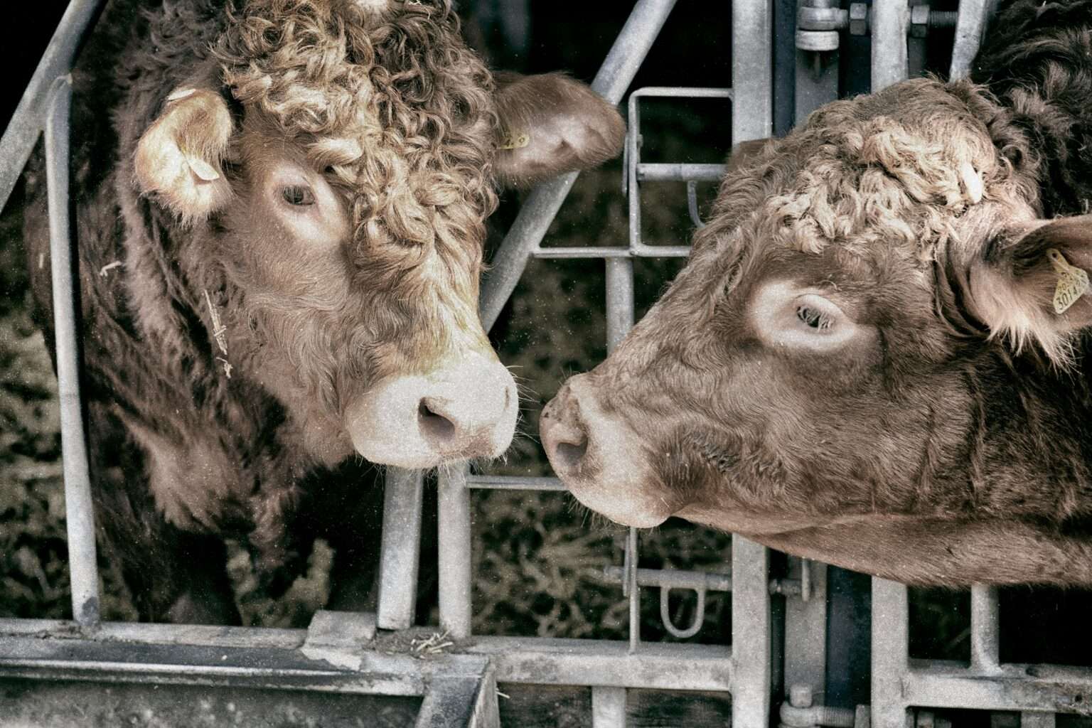 Zwischen Nähe und Verantwortung: Münster widmet sich der Ethik im Umgang mit Tieren