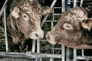 Zwischen Nähe und Verantwortung: Münster widmet sich der Ethik im Umgang mit Tieren