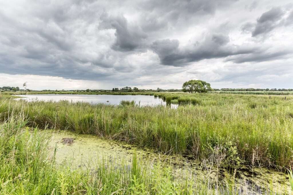 Keine Vogelgrippe in Rieselfeldern: Fund einer toten Steppenmöwe untersucht