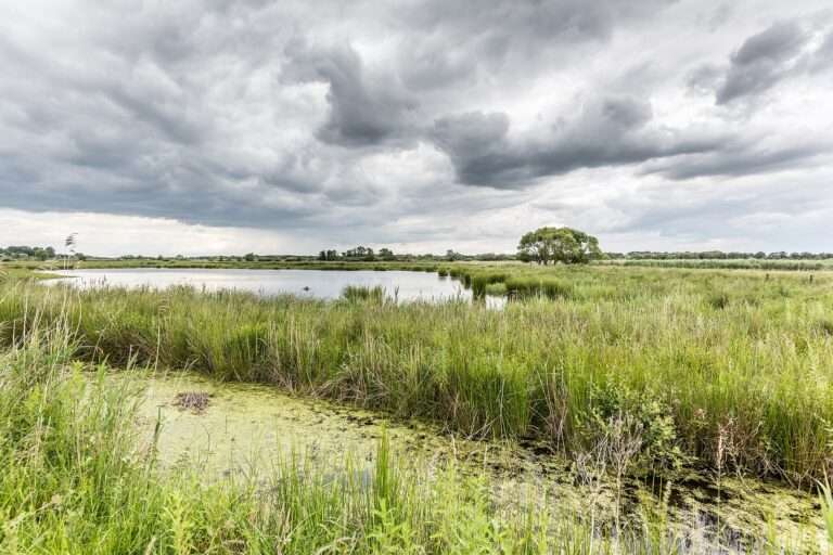 Keine Vogelgrippe in Rieselfeldern: Fund einer toten Steppenmöwe untersucht