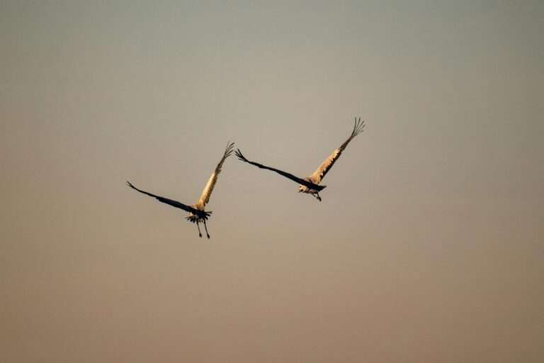Geflügelpest im Kreis Coesfeld: Kranich positiv getestet, Aufstallungspflicht gilt – Verdachtsfall in Legehennenbetrieb.