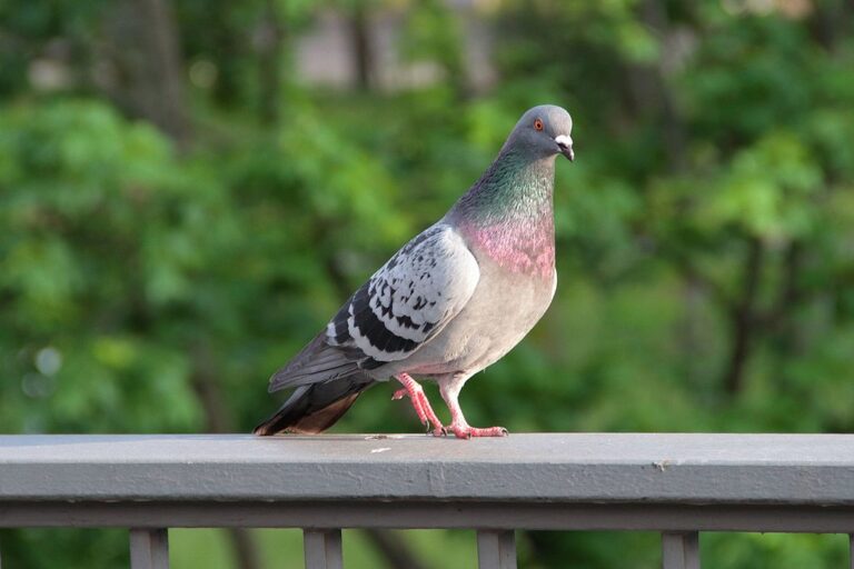 Durchsuchung bei Taubenfreunden Münster: Stadt nennt Details