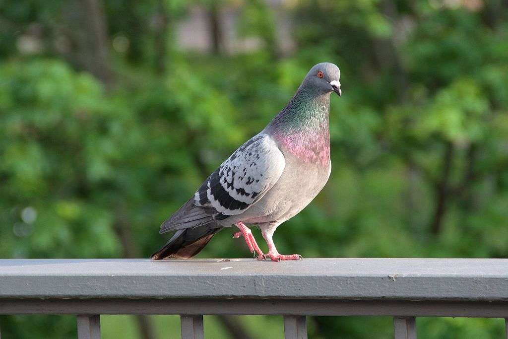 Durchsuchung bei Taubenfreunden Münster: Stadt nennt Details