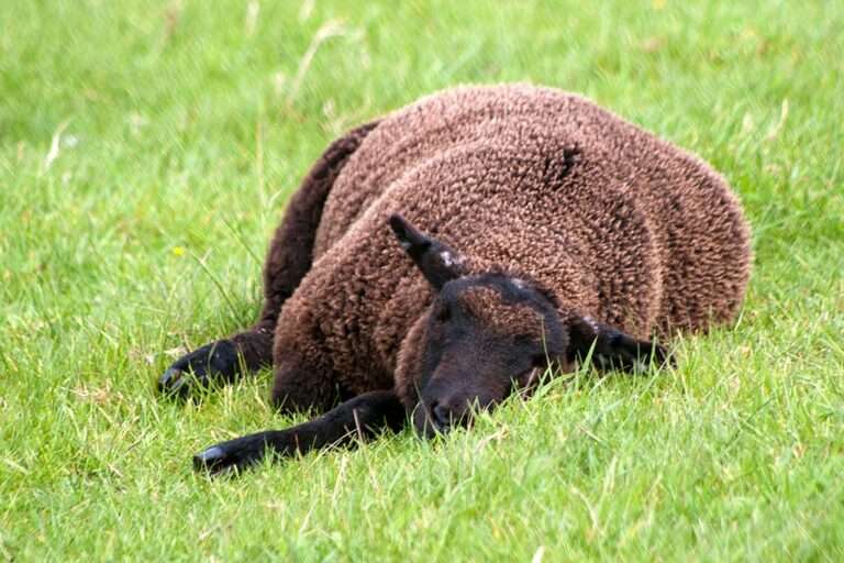 Schafriss in Altenberge: Genetik soll Ursache klären Wolf