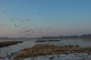 Warum Schlittschuhlaufen in den Rieselfeldern verboten ist, welche Folgen Störungen haben und welche sicheren Alternativen es gibt.