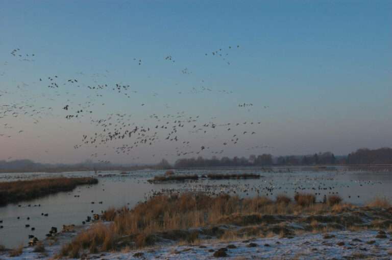 Warum Schlittschuhlaufen in den Rieselfeldern verboten ist, welche Folgen Störungen haben und welche sicheren Alternativen es gibt.