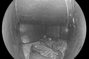 Vierfacher Nachwuchs bei den Riesenottern im Allwetterzoo Münster. Wie es der Otterfamilie geht und warum die Art stark gefährdet ist.