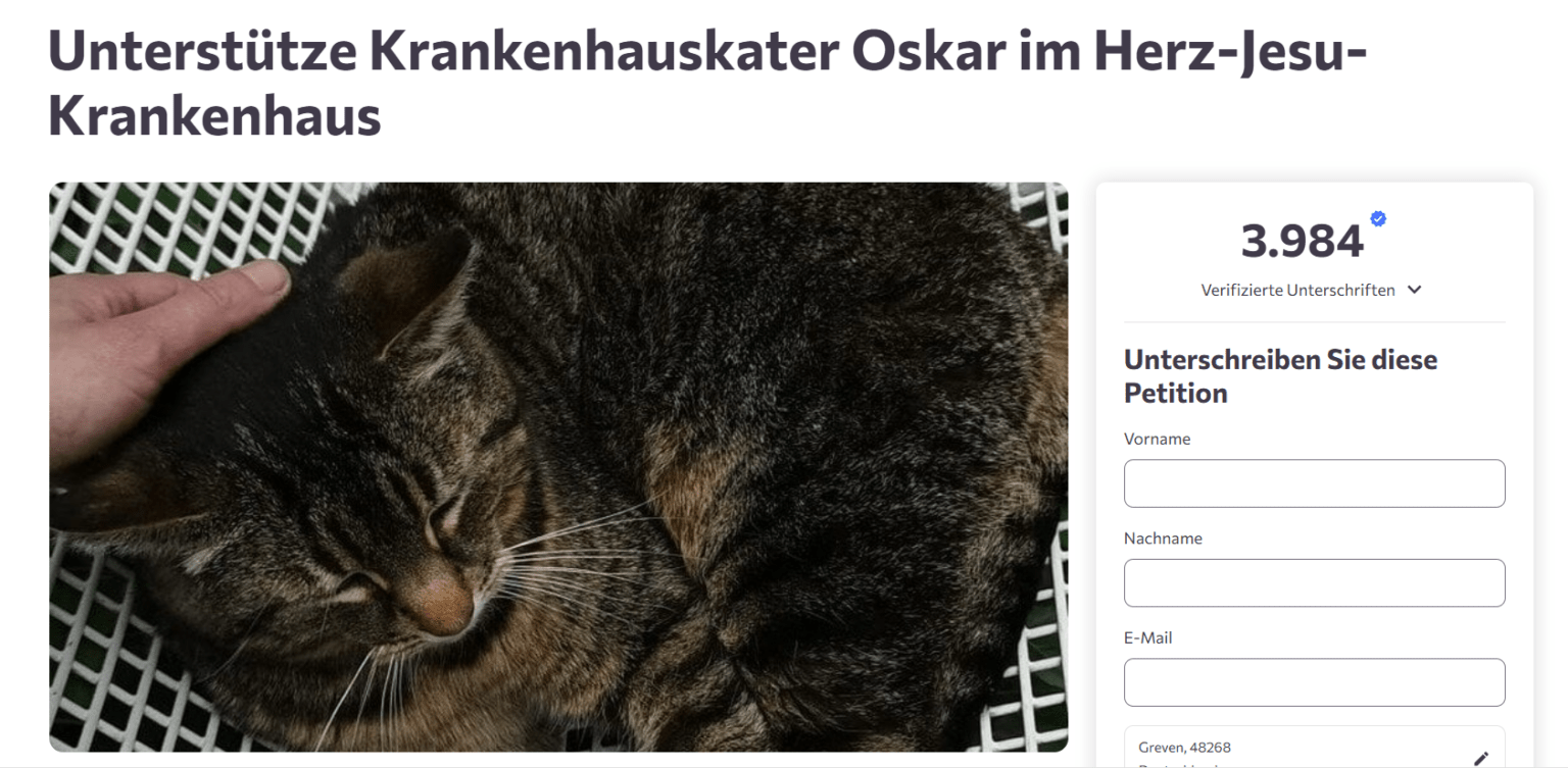 Krankenhauskater Oskar sorgt am Herz-Jesu-Krankenhaus in Münster-Hiltrup für Diskussionen. Eine Petition fordert seinen Verbleib.
