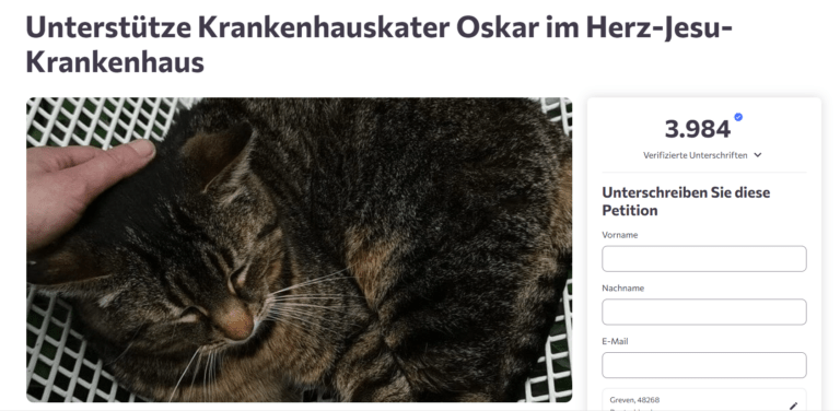 Krankenhauskater Oskar sorgt am Herz-Jesu-Krankenhaus in Münster-Hiltrup für Diskussionen. Eine Petition fordert seinen Verbleib.