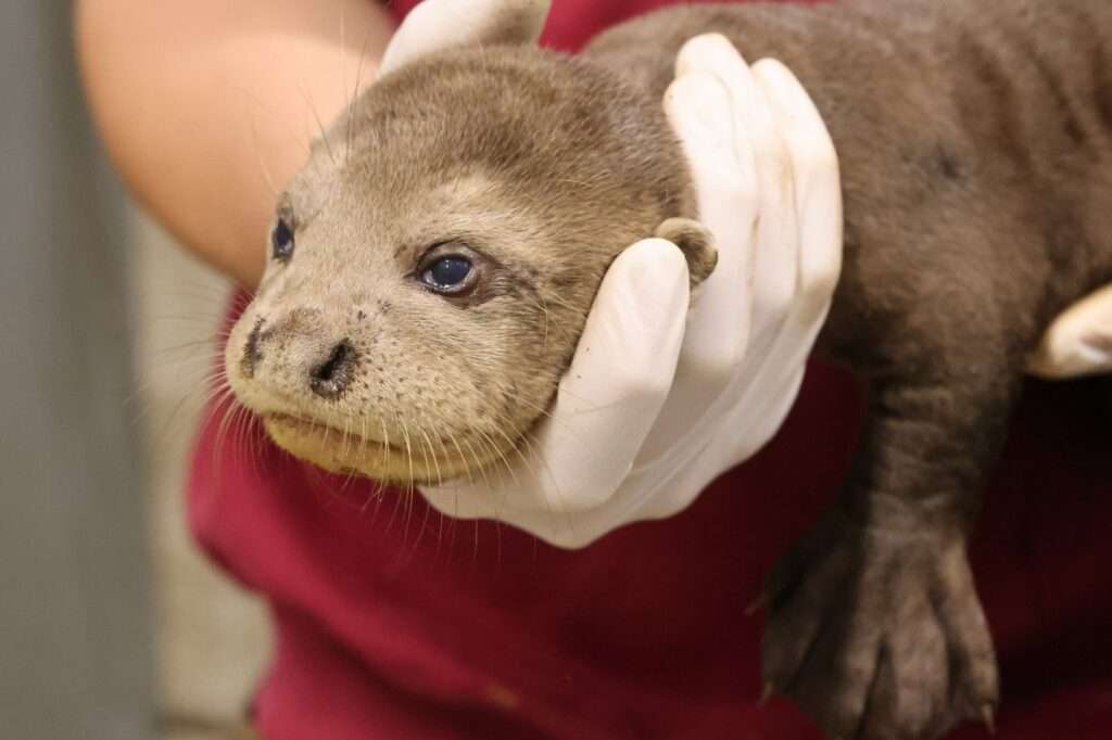 Nachwuchs bei den Riesenottern im Allwetterzoo Münster: Ein Jungtier musste eingeschläfert werden, drei weitere werden intensiv betreut.