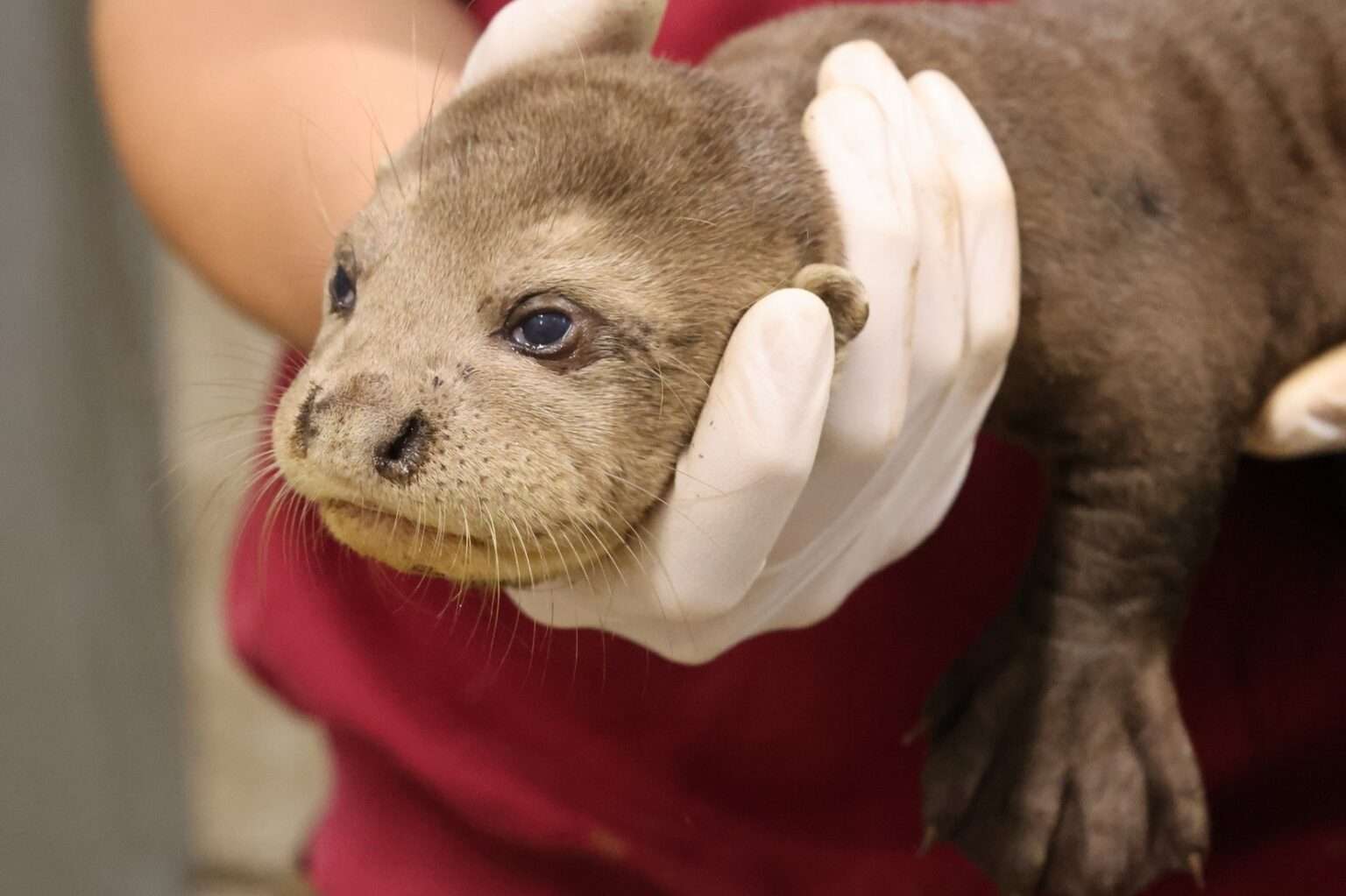 Nachwuchs bei den Riesenottern im Allwetterzoo Münster: Ein Jungtier musste eingeschläfert werden, drei weitere werden intensiv betreut.