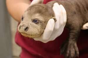 Nachwuchs bei den Riesenottern im Allwetterzoo Münster: Ein Jungtier musste eingeschläfert werden, drei weitere werden intensiv betreut.
