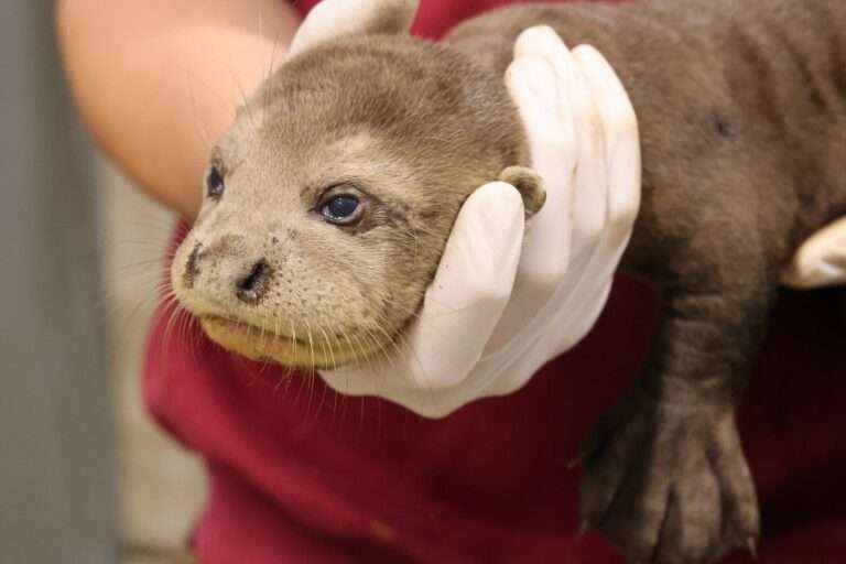 Nachwuchs bei den Riesenottern im Allwetterzoo Münster: Ein Jungtier musste eingeschläfert werden, drei weitere werden intensiv betreut.
