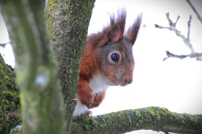 Die Arten-Olympiade 2026 lädt bundesweit zur Naturbeobachtung ein – mit App, Citizen Science und Millionen Datensätzen für den Naturschutz.