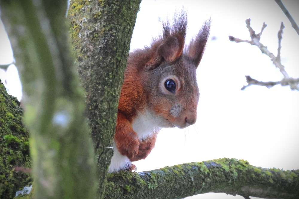 Die Arten-Olympiade 2026 lädt bundesweit zur Naturbeobachtung ein – mit App, Citizen Science und Millionen Datensätzen für den Naturschutz.