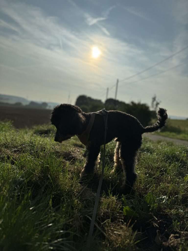 Hundesteuer in Coesfeld: Stadt startet KonHundesteuer in Coesfeld: Stadt startet Kontrolle des Hundebestandstrolle des Hundebestands