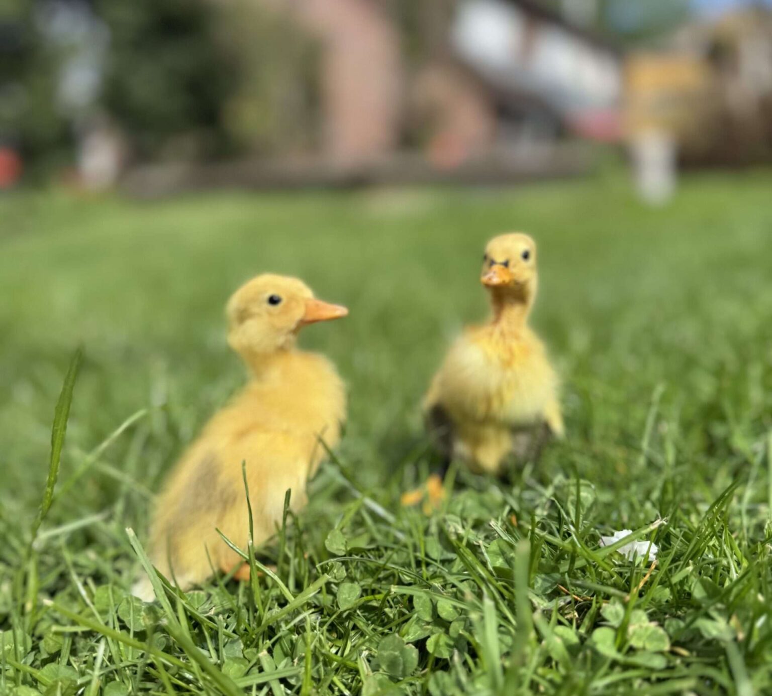 Mähfreier Mai erreicht Münster: Warum der Rasen im Mai öfter stehen bleiben soll