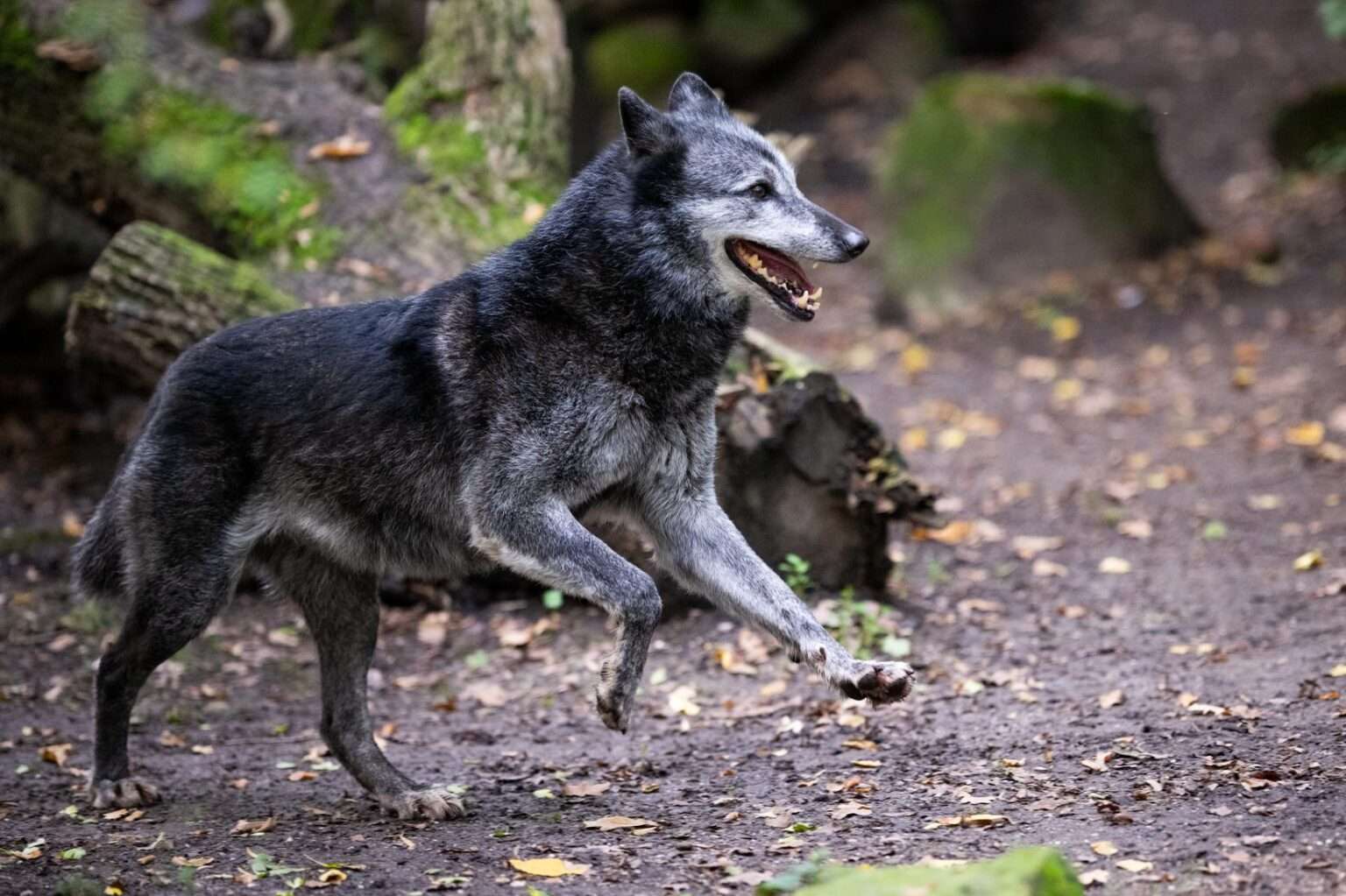 Trauriger Abschied im Allwetterzoo Münster: Die zehnjährige Wölfin Morane wurde nach längerer Krankheit eingeschläfert.