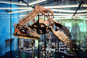 Westfälische Plesiosaurier sind Fossil des Jahres 2026 Mit Elementor bearbeiten