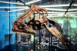 Westfälische Plesiosaurier sind Fossil des Jahres 2026 Mit Elementor bearbeiten