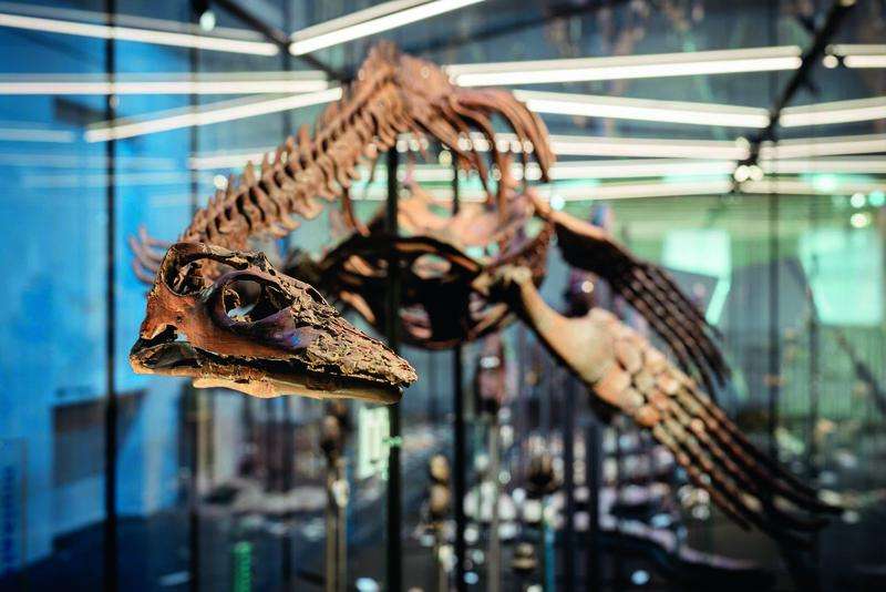 Westfälische Plesiosaurier sind Fossil des Jahres 2026 Mit Elementor bearbeiten