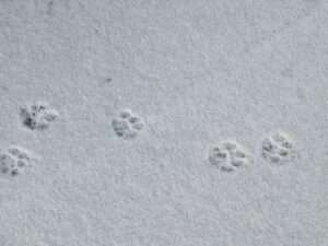 Ein paar Schneeflocken über Münster sorgen für Fragen: Bleibt der Winter oder folgt bald der Frühling? Aktuelle Wetterlage und Ausblick im Überblick.