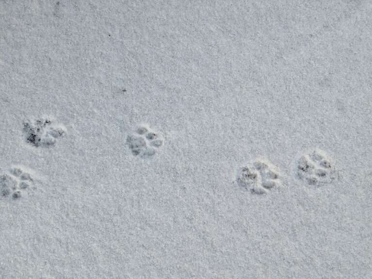 Ein paar Schneeflocken über Münster sorgen für Fragen: Bleibt der Winter oder folgt bald der Frühling? Aktuelle Wetterlage und Ausblick im Überblick.