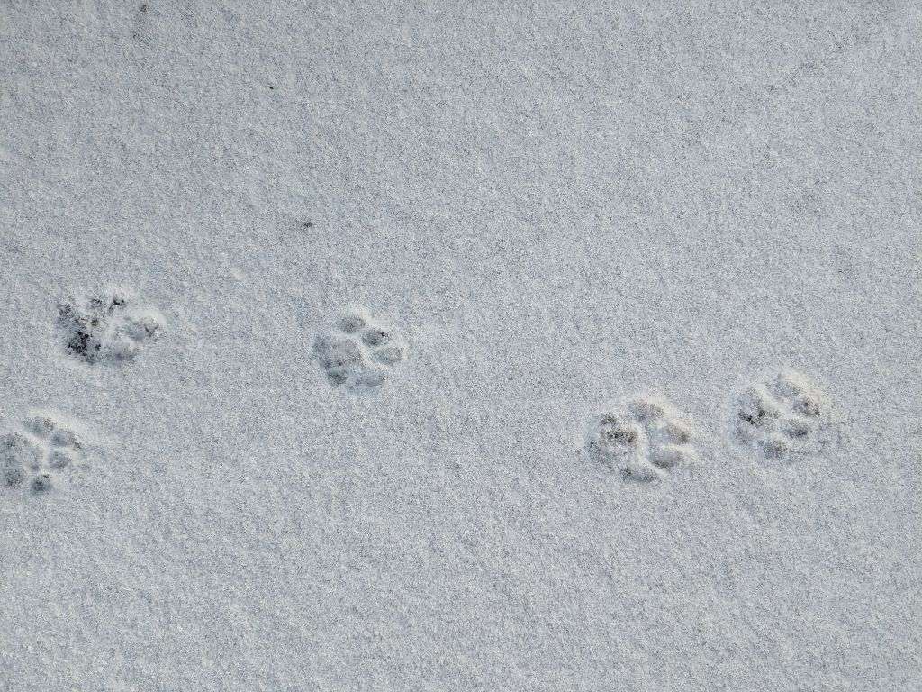 Ein paar Schneeflocken über Münster sorgen für Fragen: Bleibt der Winter oder folgt bald der Frühling? Aktuelle Wetterlage und Ausblick im Überblick.