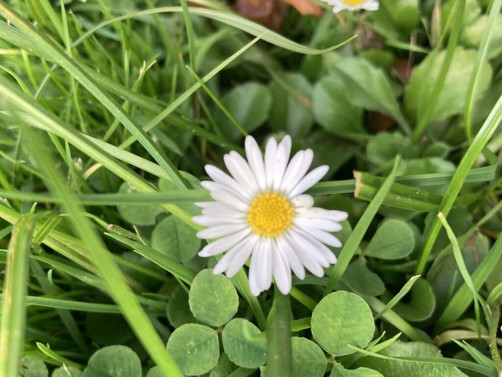 Giftige Frühblüher Münster