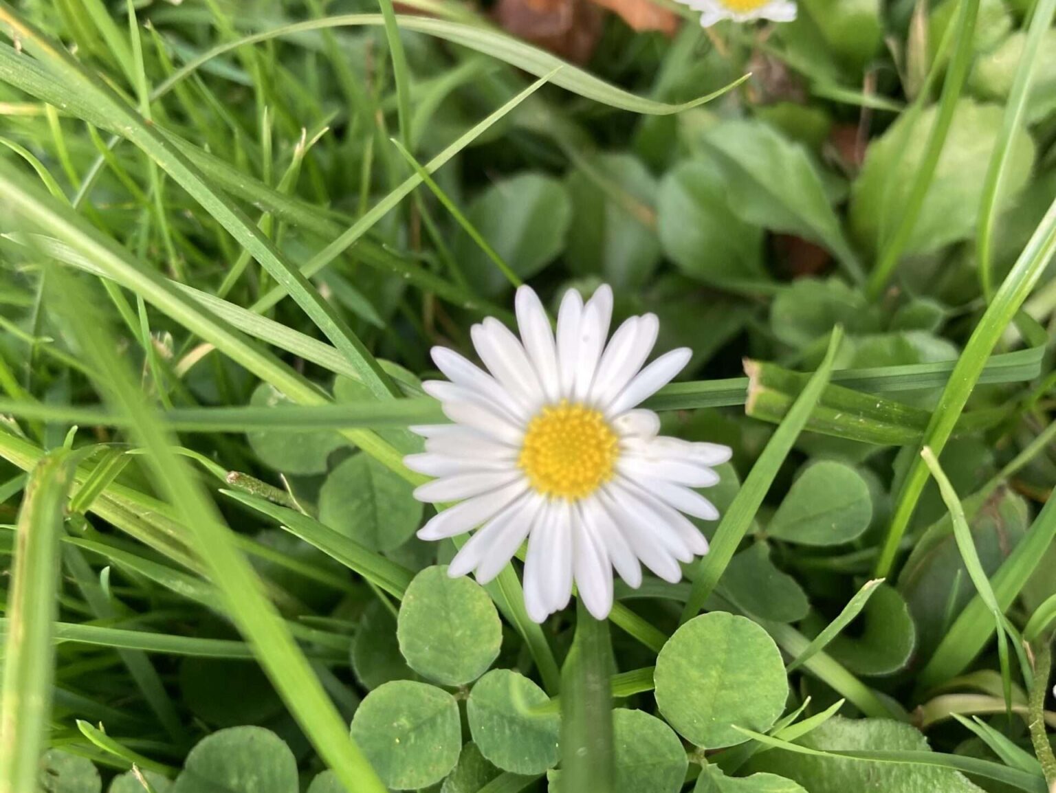 Giftige Frühblüher Münster