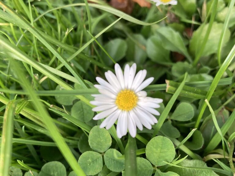 Giftige Frühblüher Münster