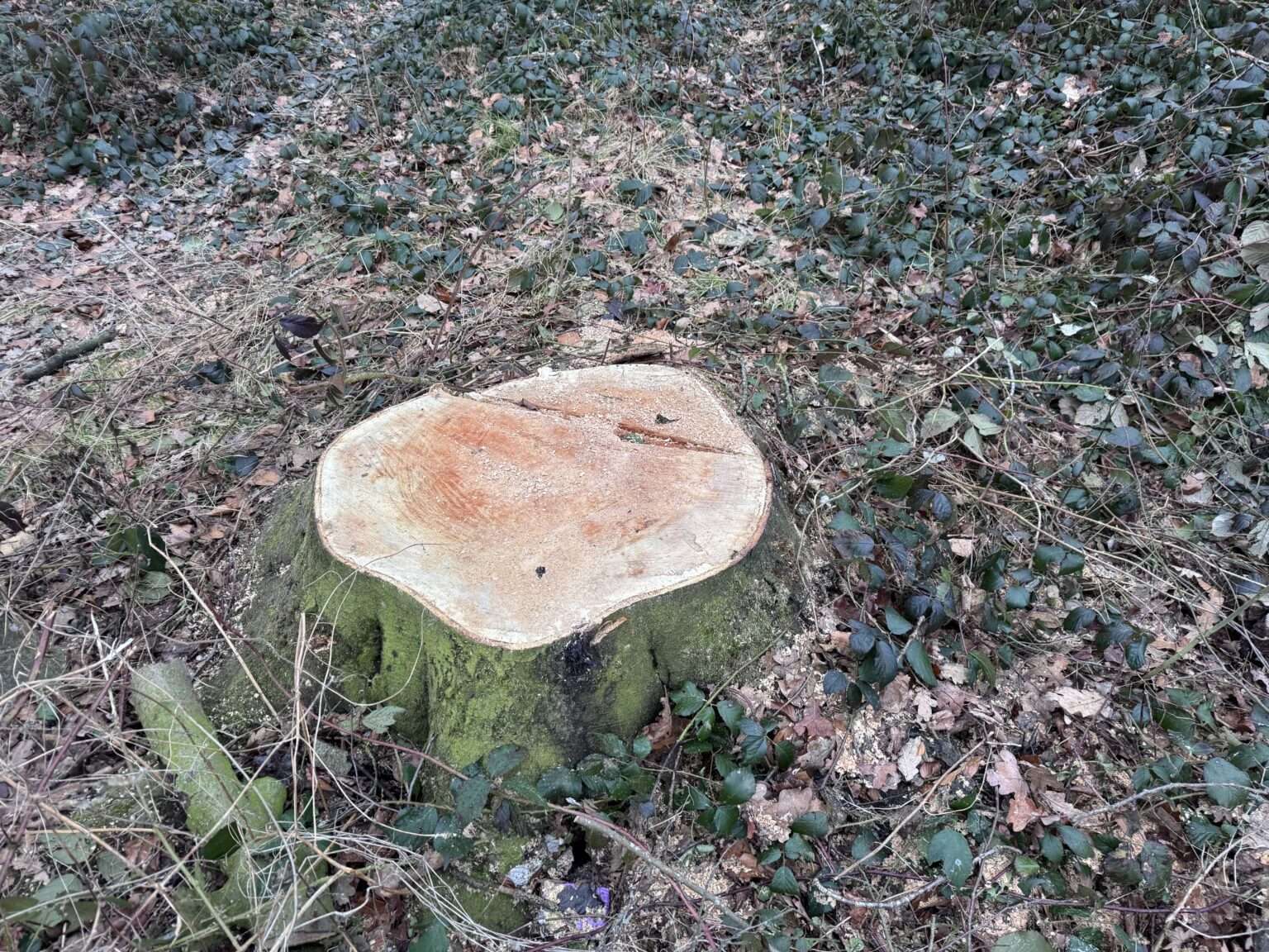 Am Rostockweg in Münster sorgt die geplante Fällung einer alten Blutbuche für Protest. Der Fall zeigt die Grenzen der Baumschutzsatzung.