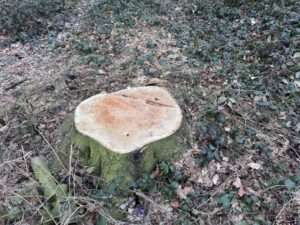 Am Rostockweg in Münster sorgt die geplante Fällung einer alten Blutbuche für Protest. Der Fall zeigt die Grenzen der Baumschutzsatzung.