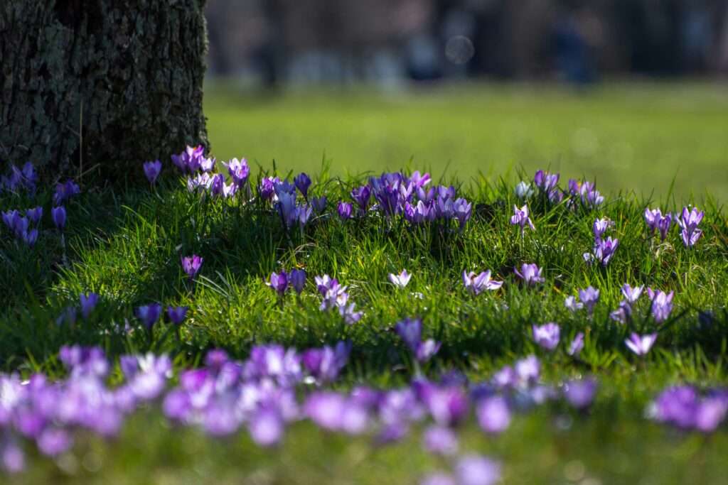 Frühling im Münsterland, Krokusse blühen