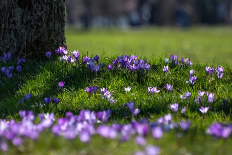 Frühling im Münsterland, Krokusse blühen