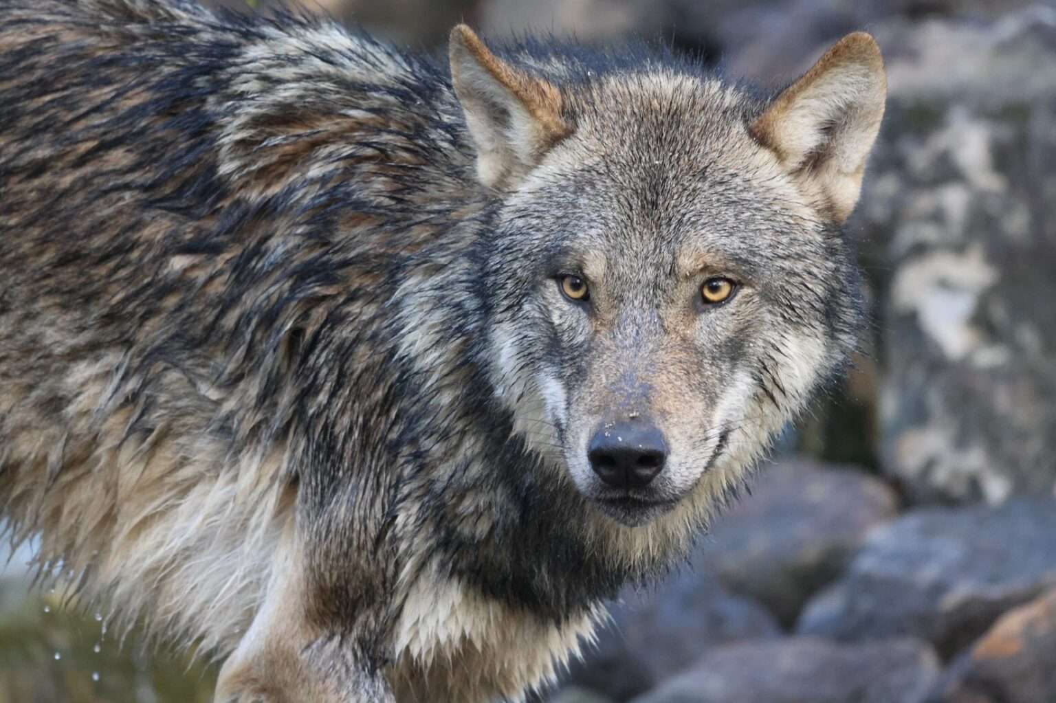 Drei junge Grauwölfe sind in den Allwetterzoo Münster eingezogen. Die neue Anlage soll Artenschutz und Aufklärung verbinden.