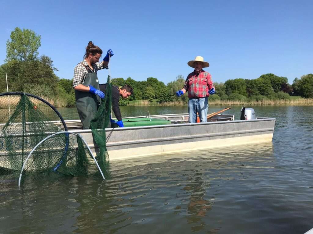 Aasee Befischung Münster: Stadt entnimmt gezielt Friedfische, um das ökologische Gleichgewicht im See langfristig zu stabilisieren.